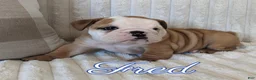 English Bulldog dogs for sale: AKC Fred  - Ad 3