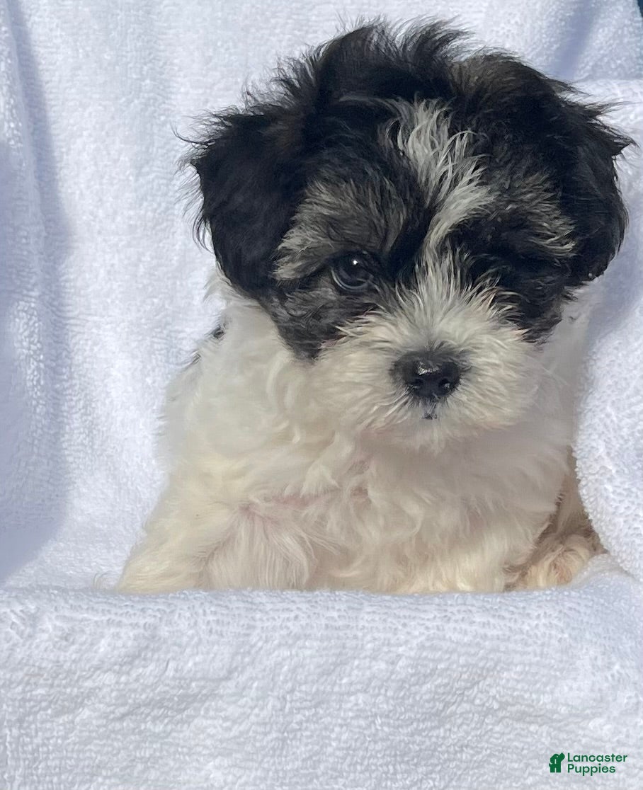 Malshi dogs Bella - Ad 1