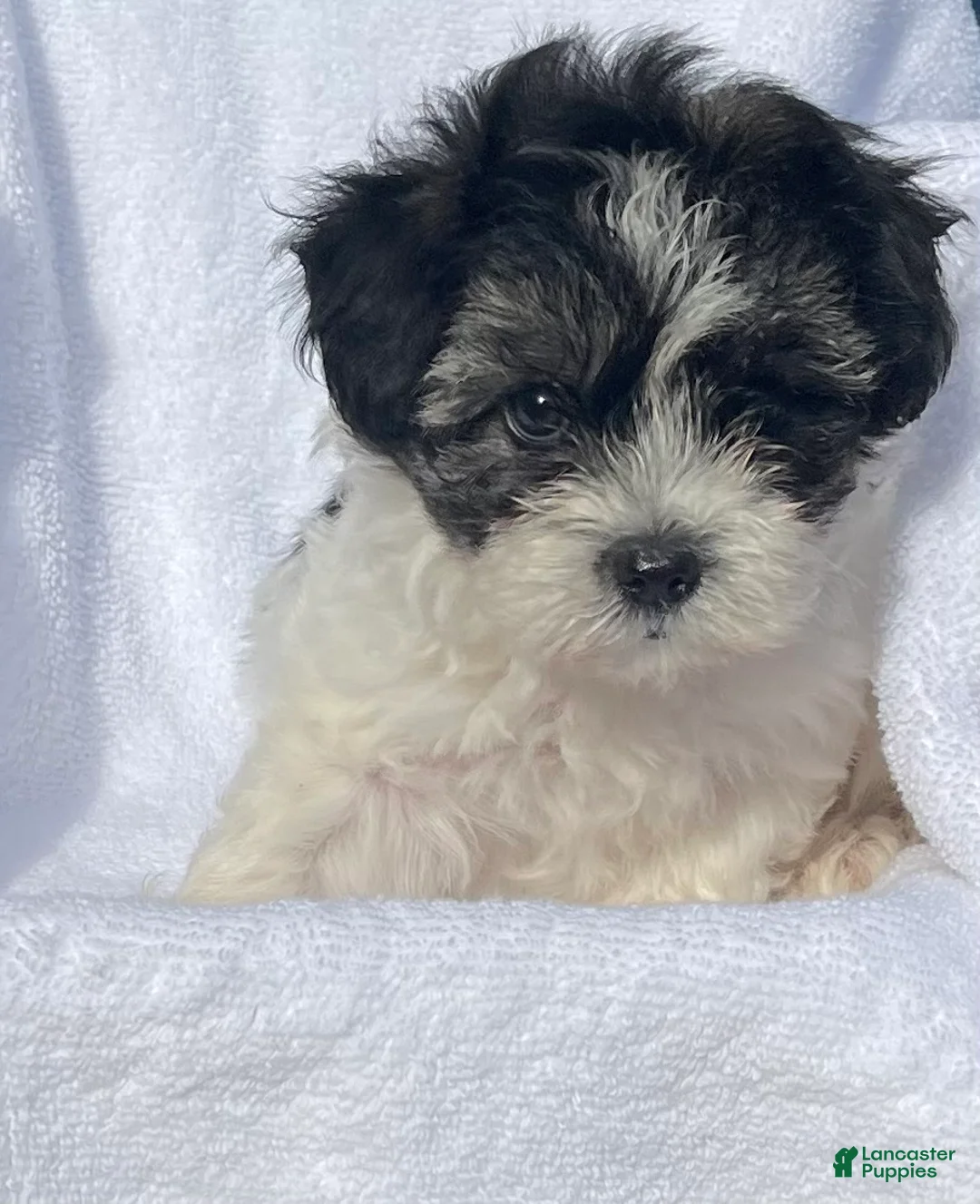 Malshi dogs for sale: Bella - Ad 1