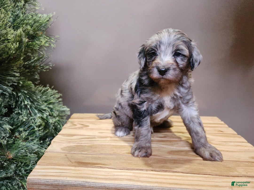 Mini Bernedoodle dogs for sale: Blitz - Ad 10