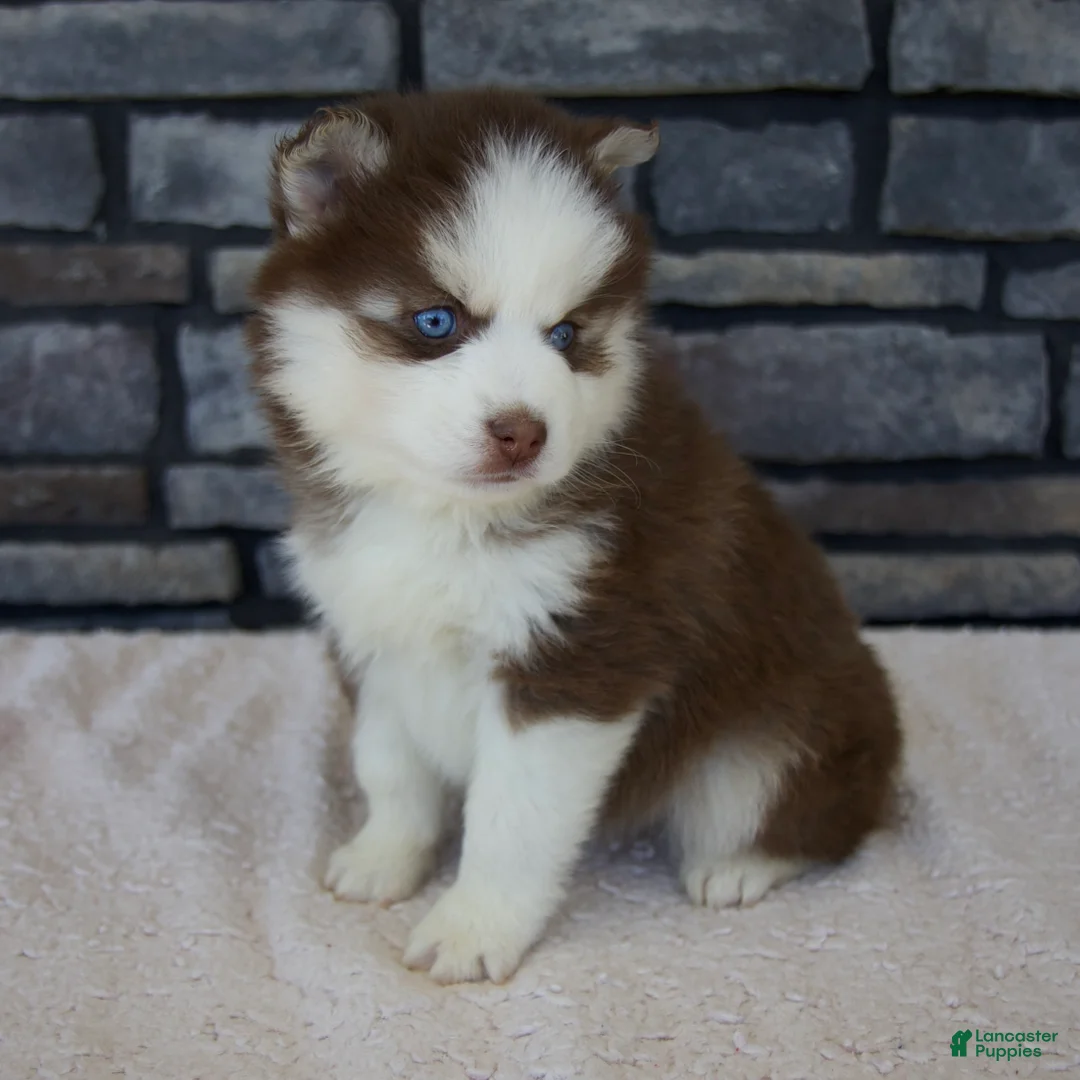 Pomsky dogs for sale: Ruby - Ad 2