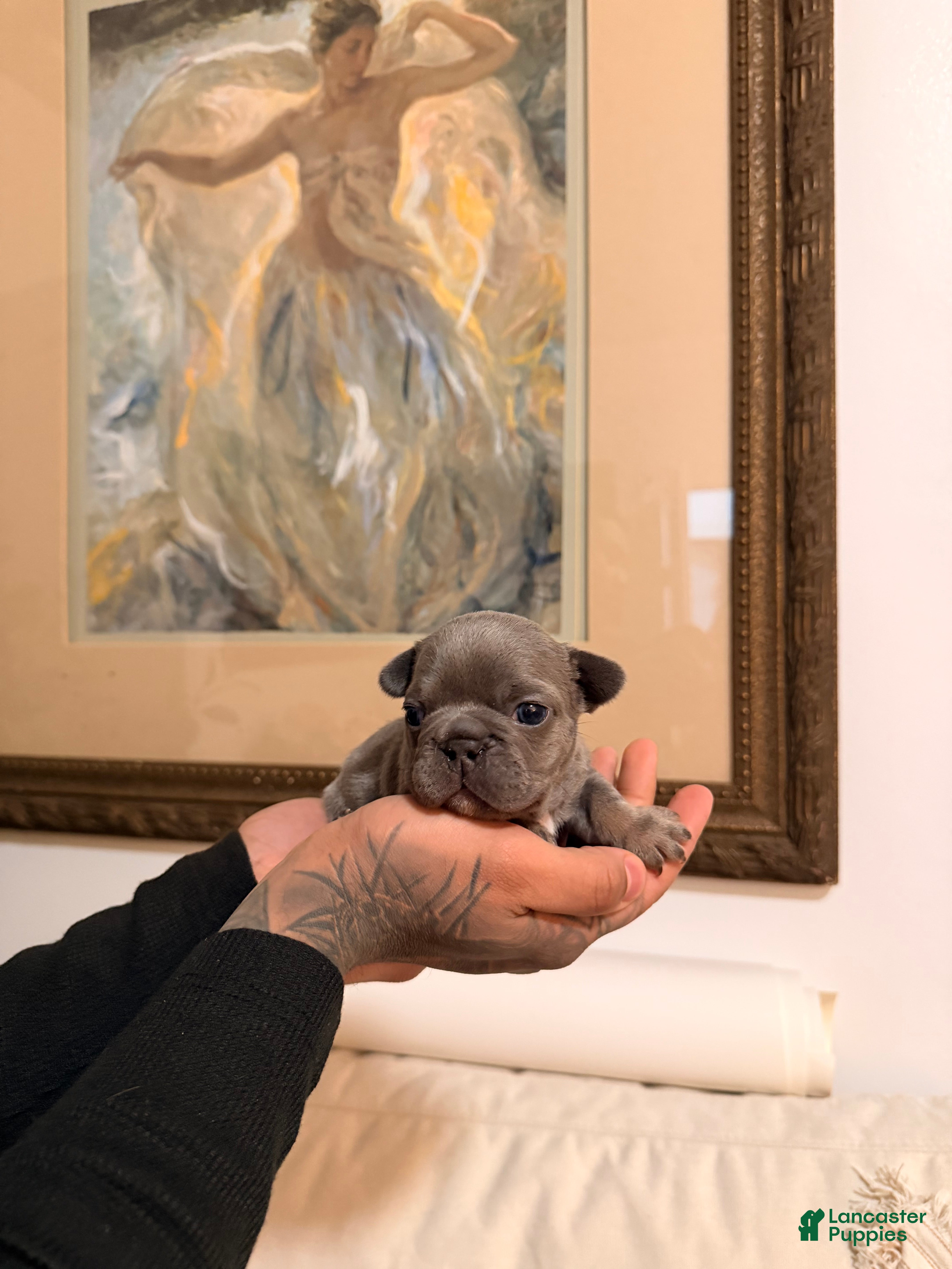 French Bulldog dogs Buttercup - Ad 1