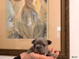 French Bulldog dogs for sale: Buttercup - Ad 2