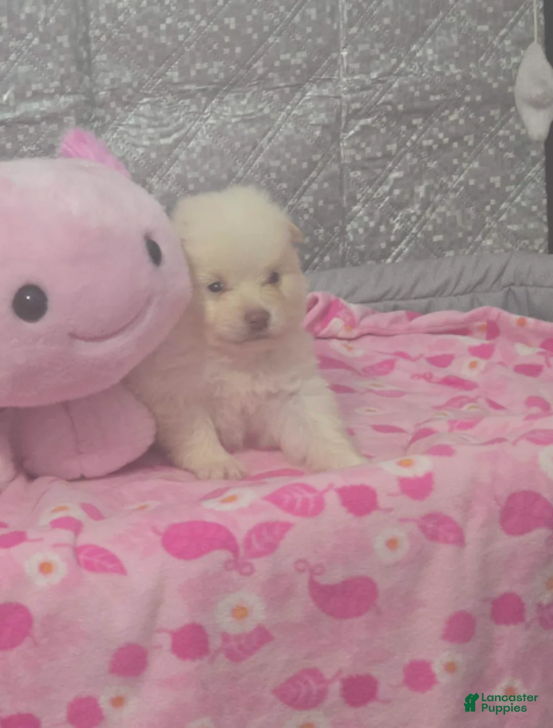 Pomeranian dogs for sale: Victoria - Ad 2