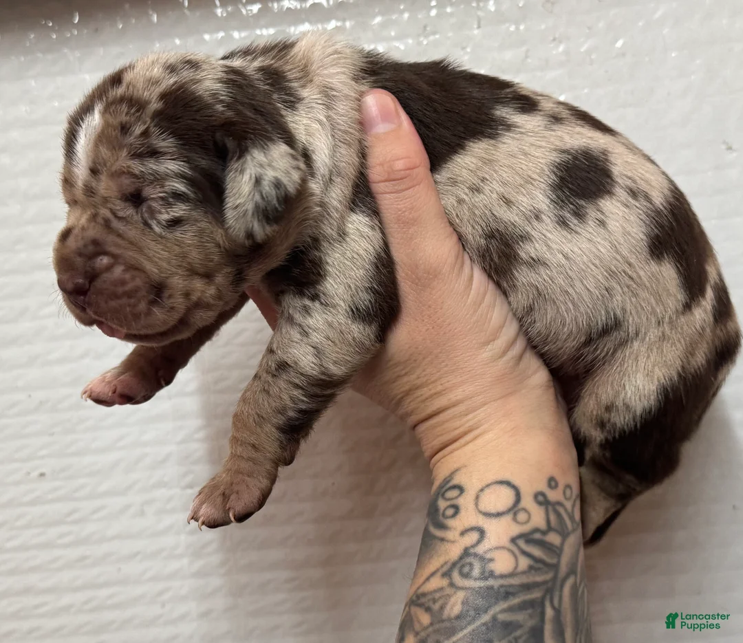 Catahoula Leopard Dog dogs for sale: Catahoula Leopard Dog Puppy 4 - Ad 4