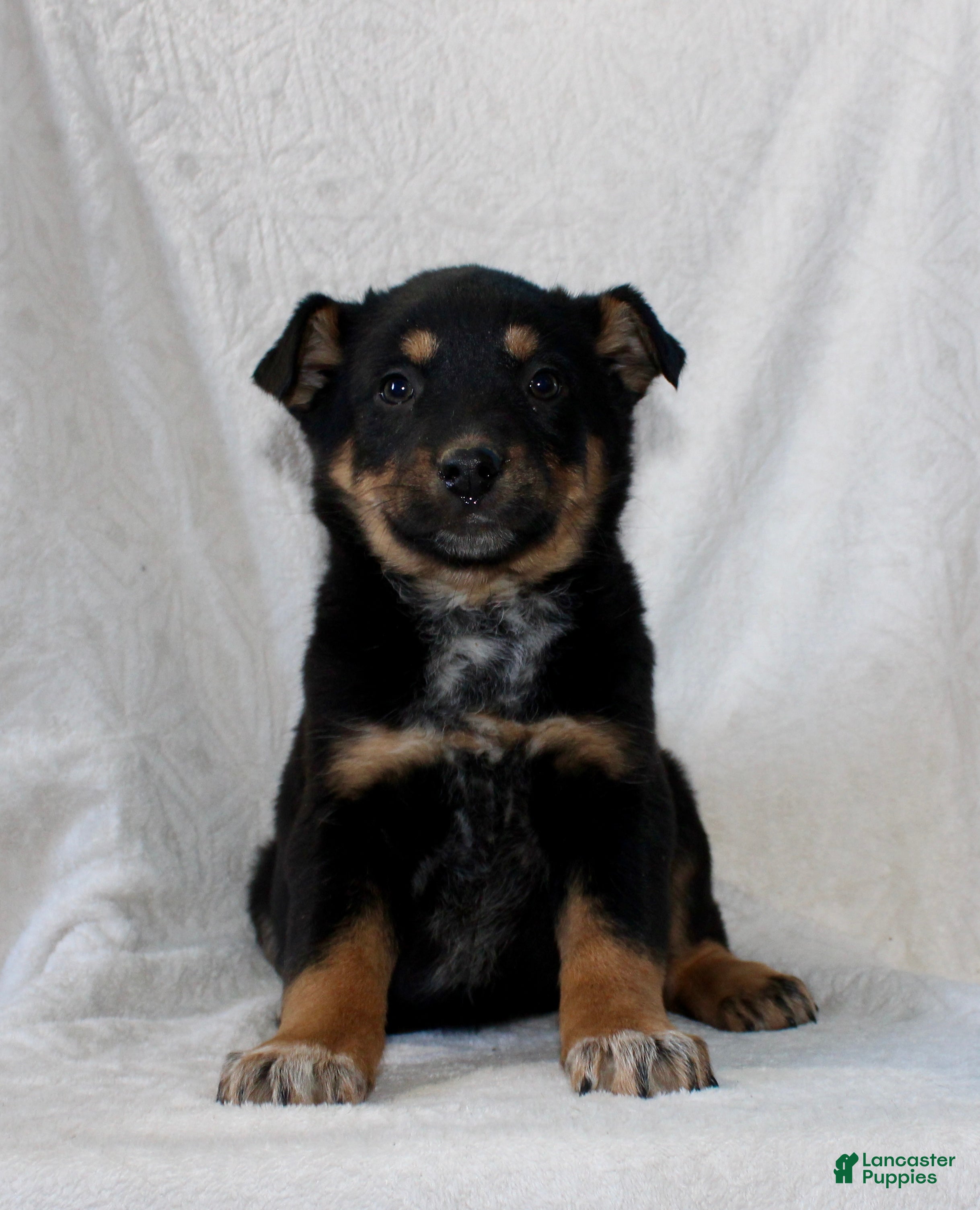 Mixed Breed dogs Sandy - Ad 2