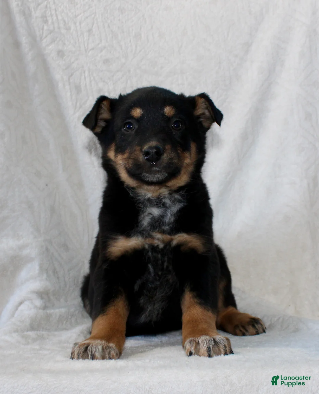 Mixed Breed dogs for sale: Sandy - Ad 2