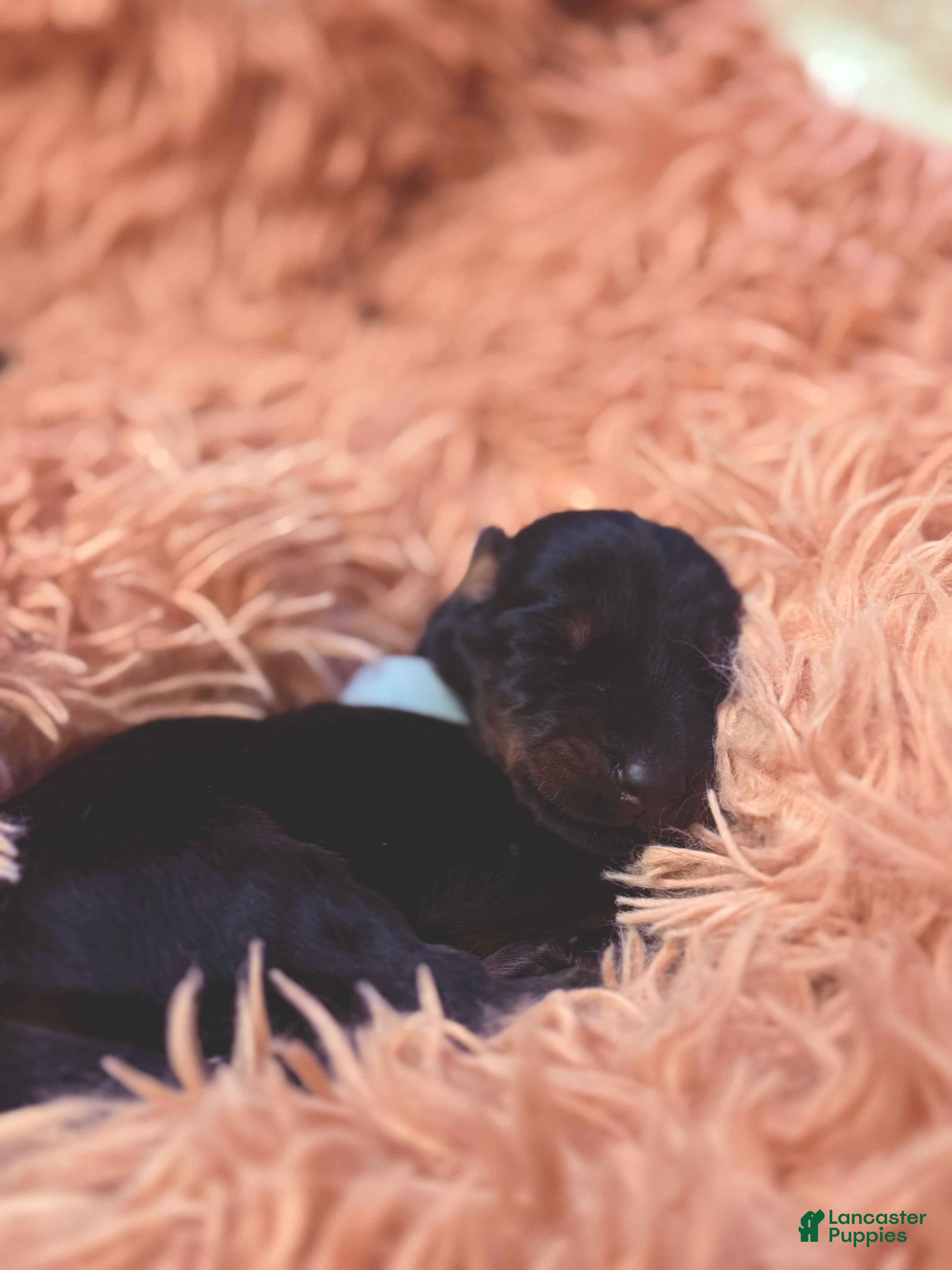 Doberman Pinscher dogs European Doberman Male (White Collar) - Ad 2