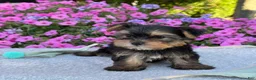 Yorkshire Terrier dogs for sale: Ivy - Ad 6