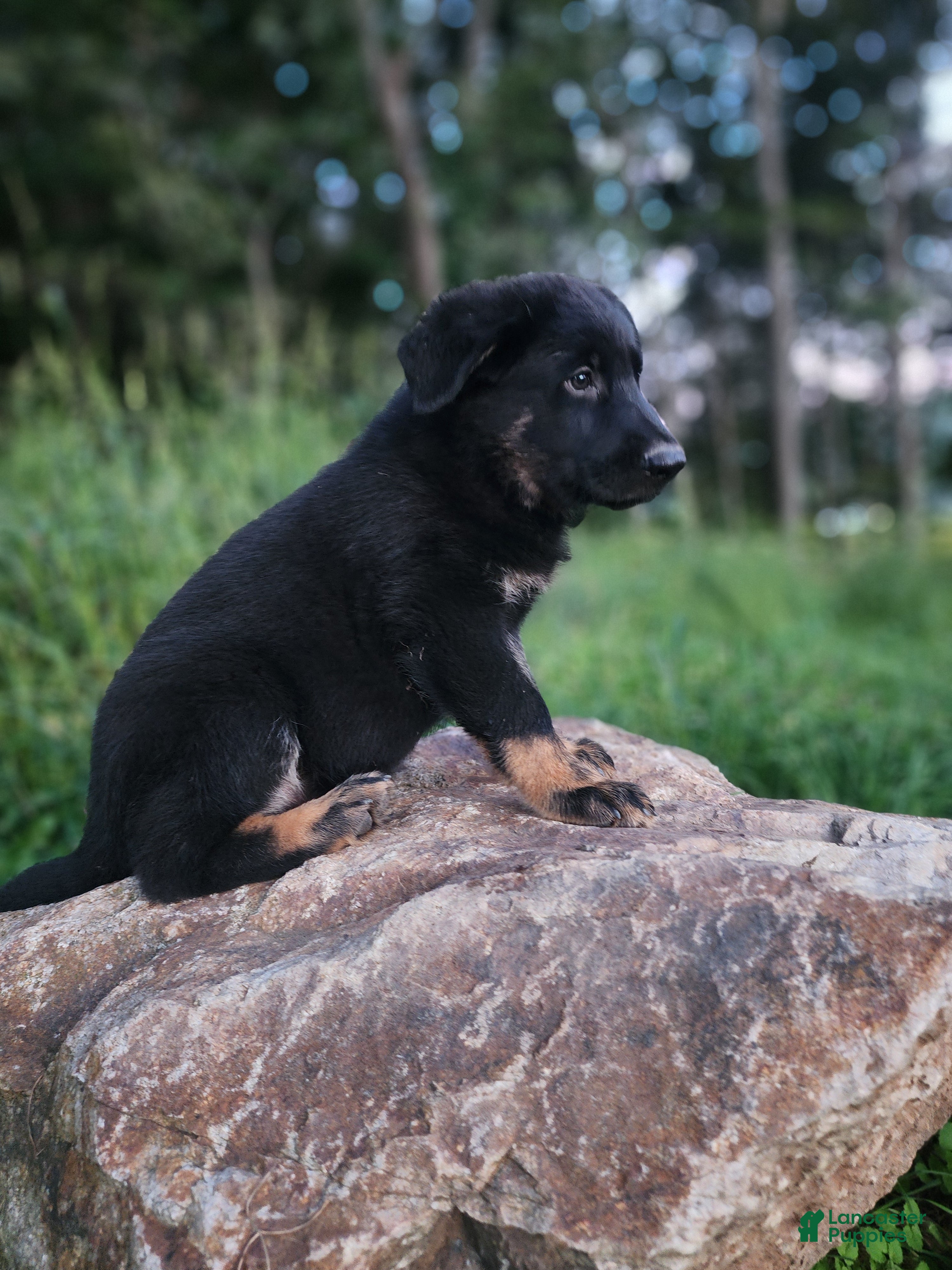German Shepherd dogs  Tripp - Ad 2