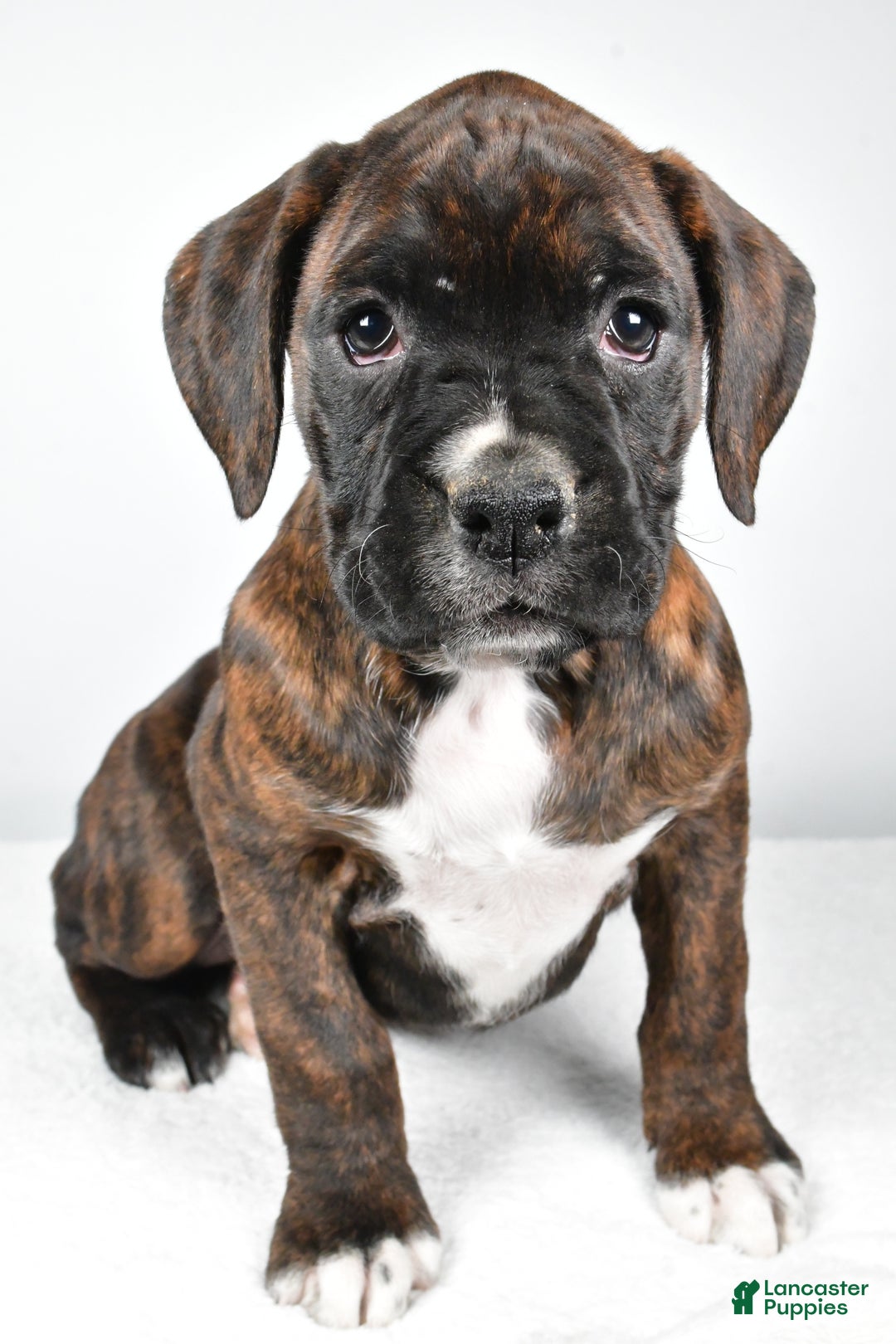 Boxer dogs for sale: Abby - Ad 2