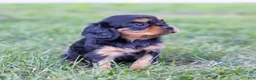 Cavalier King Charles Spaniel dogs for sale: Spanky - Ad 8