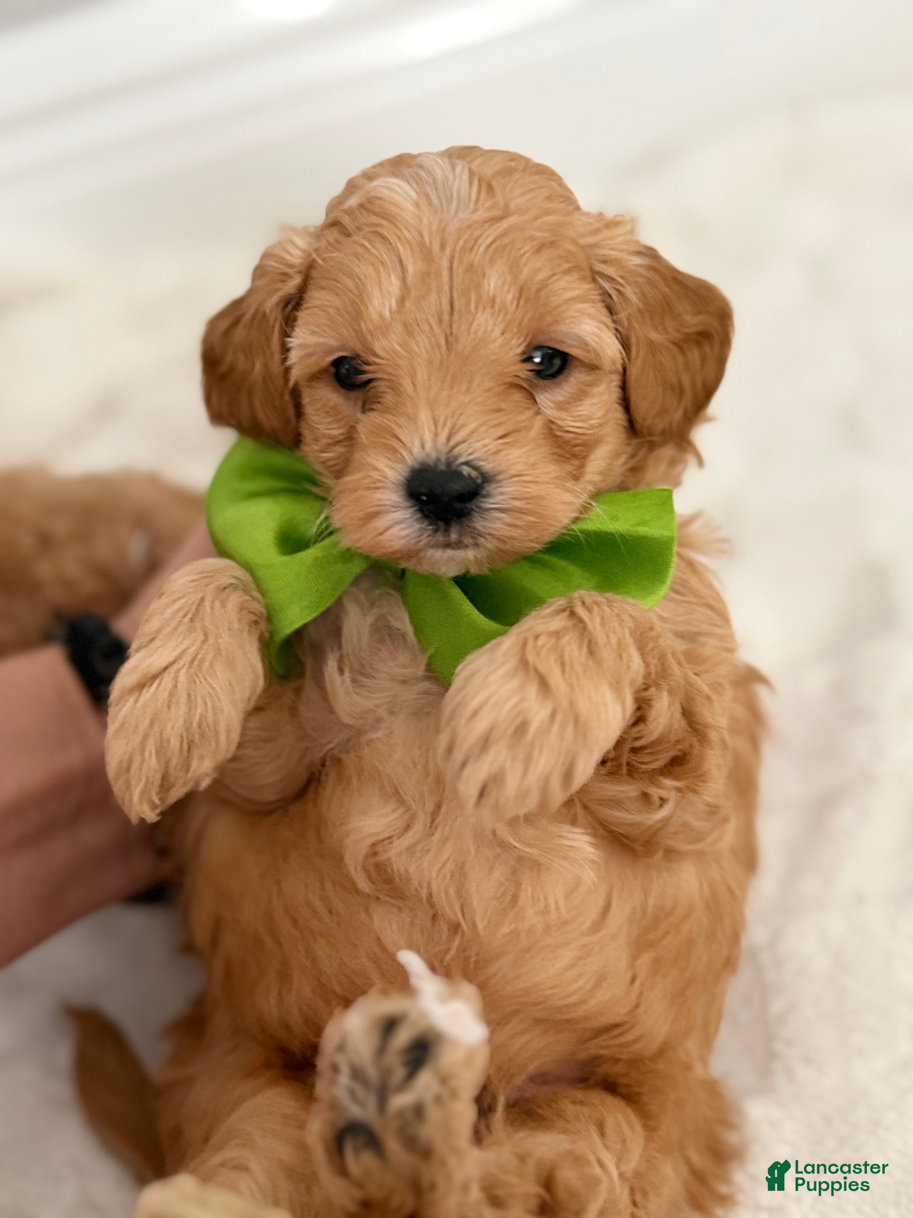 Mini Goldendoodle dogs Mini Goldendoodle Puppy 3 - Ad 5