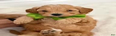 Mini Goldendoodle Puppy 3