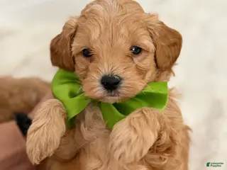 Mini Goldendoodle dogs Mini Goldendoodle Puppy 3 - Ad 5