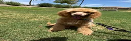 Mixed Breed dogs for sale: Mixed Breed 1 - Ad 6