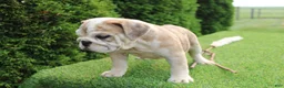 English Bulldog dogs for sale: Daisy - Ad 5
