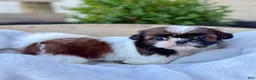 Shih Tzu dogs for sale: AKC Letti - Ad 7