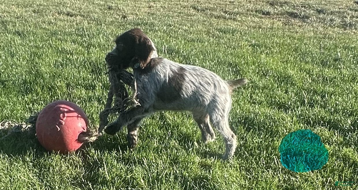 Wirehaired Pointing Griffon dogs Wirehaired Pointing Griffon; "Light Blue Collar". - Ad 3