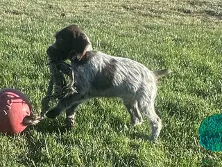Wirehaired Pointing Griffon dogs Wirehaired Pointing Griffon; "Light Blue Collar". - Ad 3