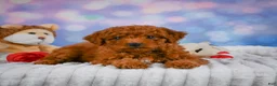 Mini Goldendoodle dogs for sale: Hazel - Ad 7