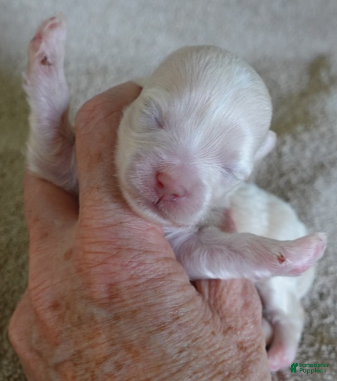 Maltipoo dogs for sale: Genevieve - Ad 3