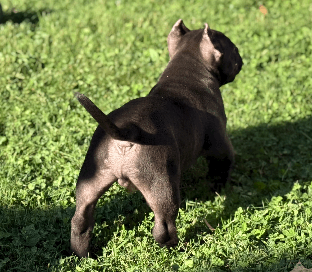 American Bully dogs for sale: Apollo - Ad 3