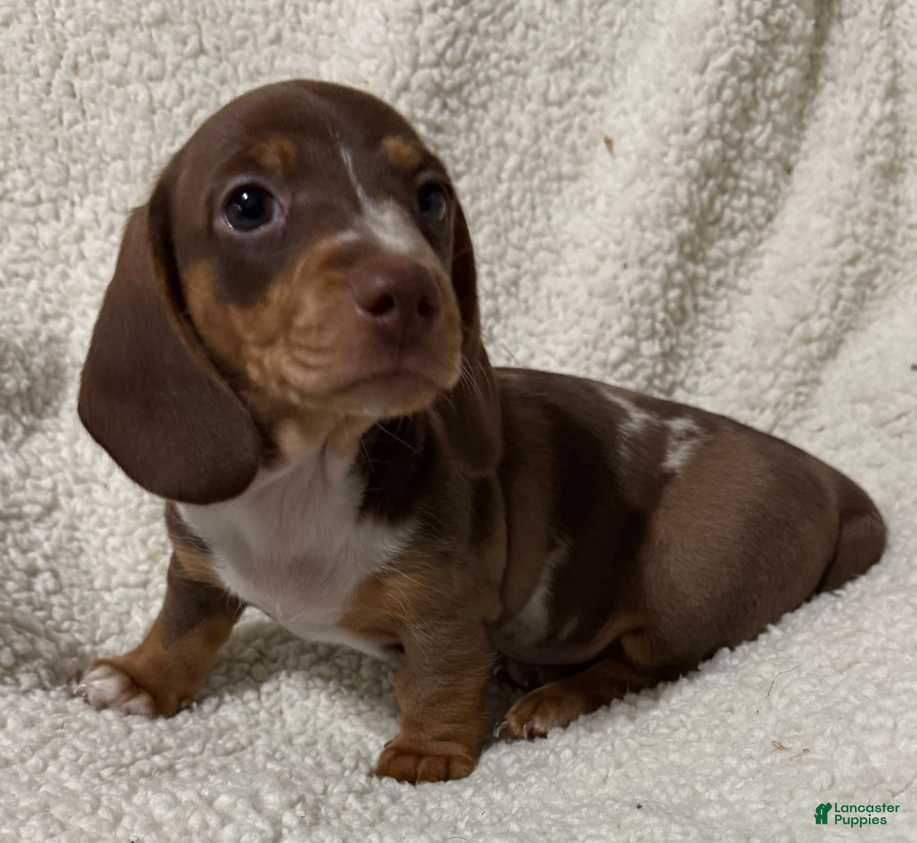 Miniature Dachshund dogs for sale: STRIPES - Ad 2