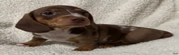 Miniature Dachshund dogs for sale: STRIPES - Ad 1