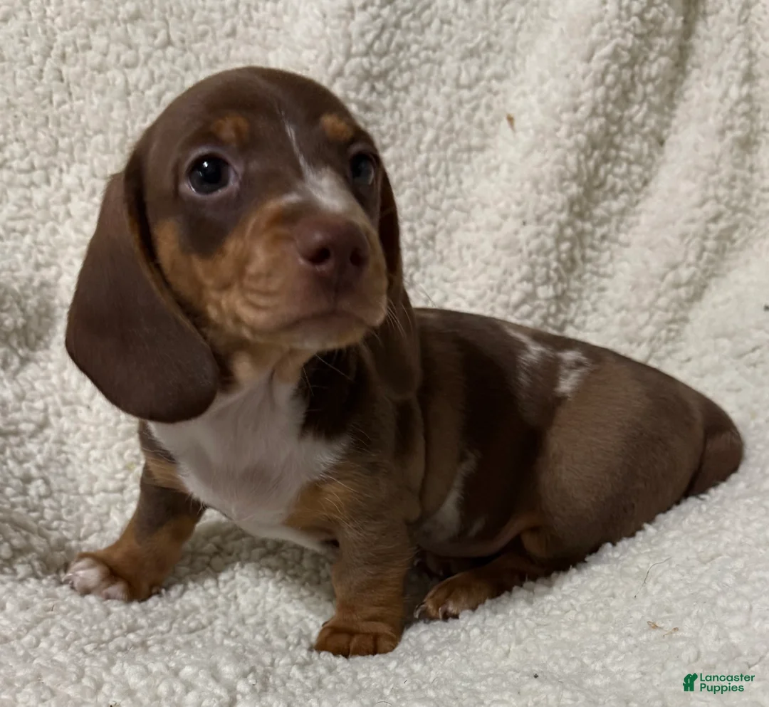 Miniature Dachshund dogs for sale: STRIPES - Ad 1