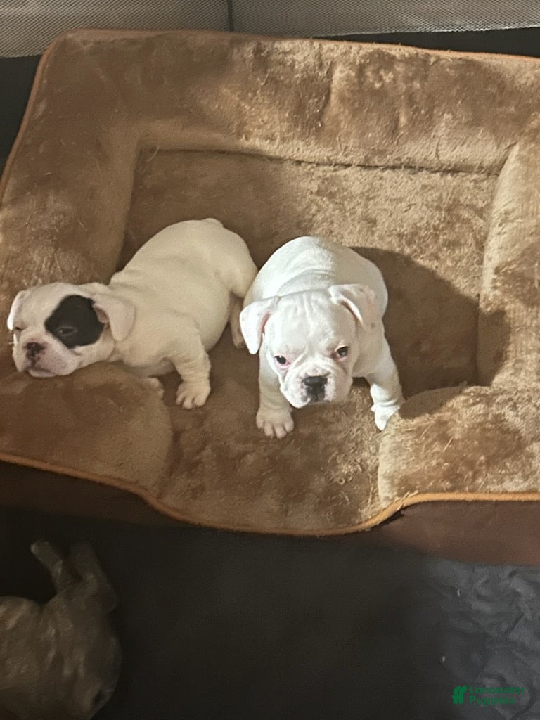French Bulldog dogs for sale: French Bulldog Puppy 3 - Ad 3