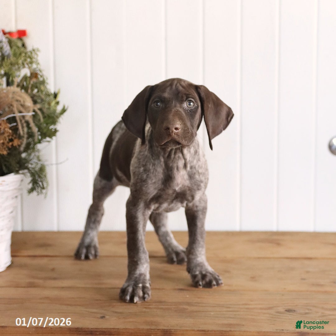 German Shorthaired Pointer dogs for sale: Laker - Ad 3