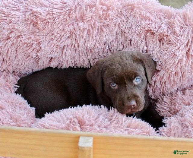 Labrador Retriever dogs Black Collar - Ad 1