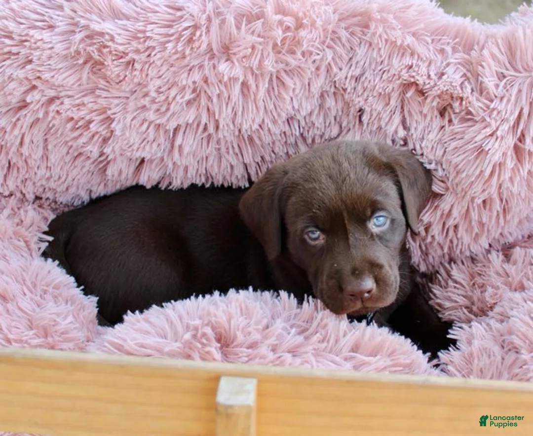 Labrador Retriever dogs for sale: Black Collar - Ad 1