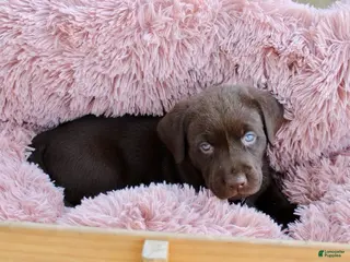 Labrador Retriever dogs for sale: Black Collar - Ad 1