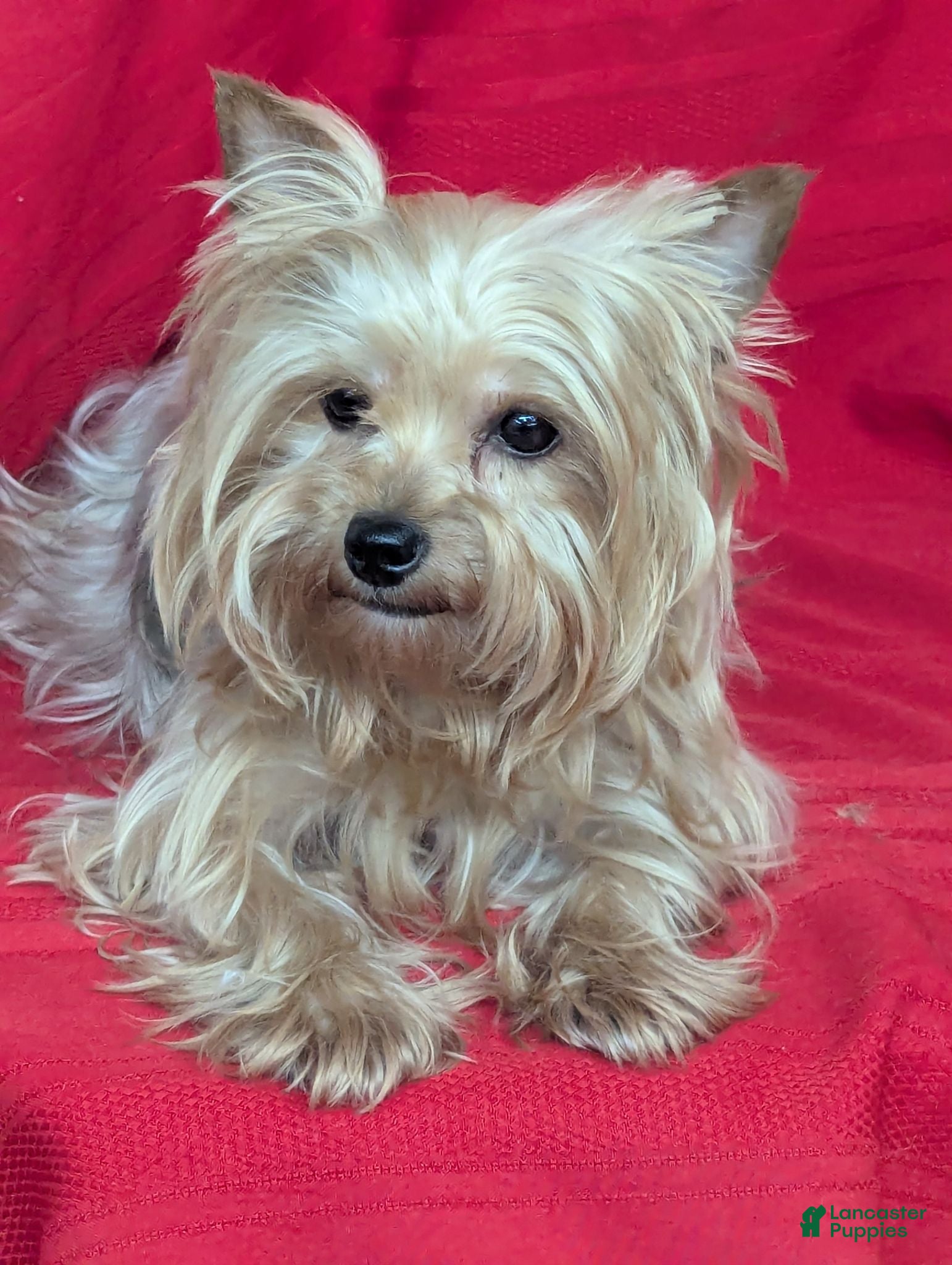 Yorkshire Terrier dogs   Charlie Yorkshire Terrier 1 - Ad 2