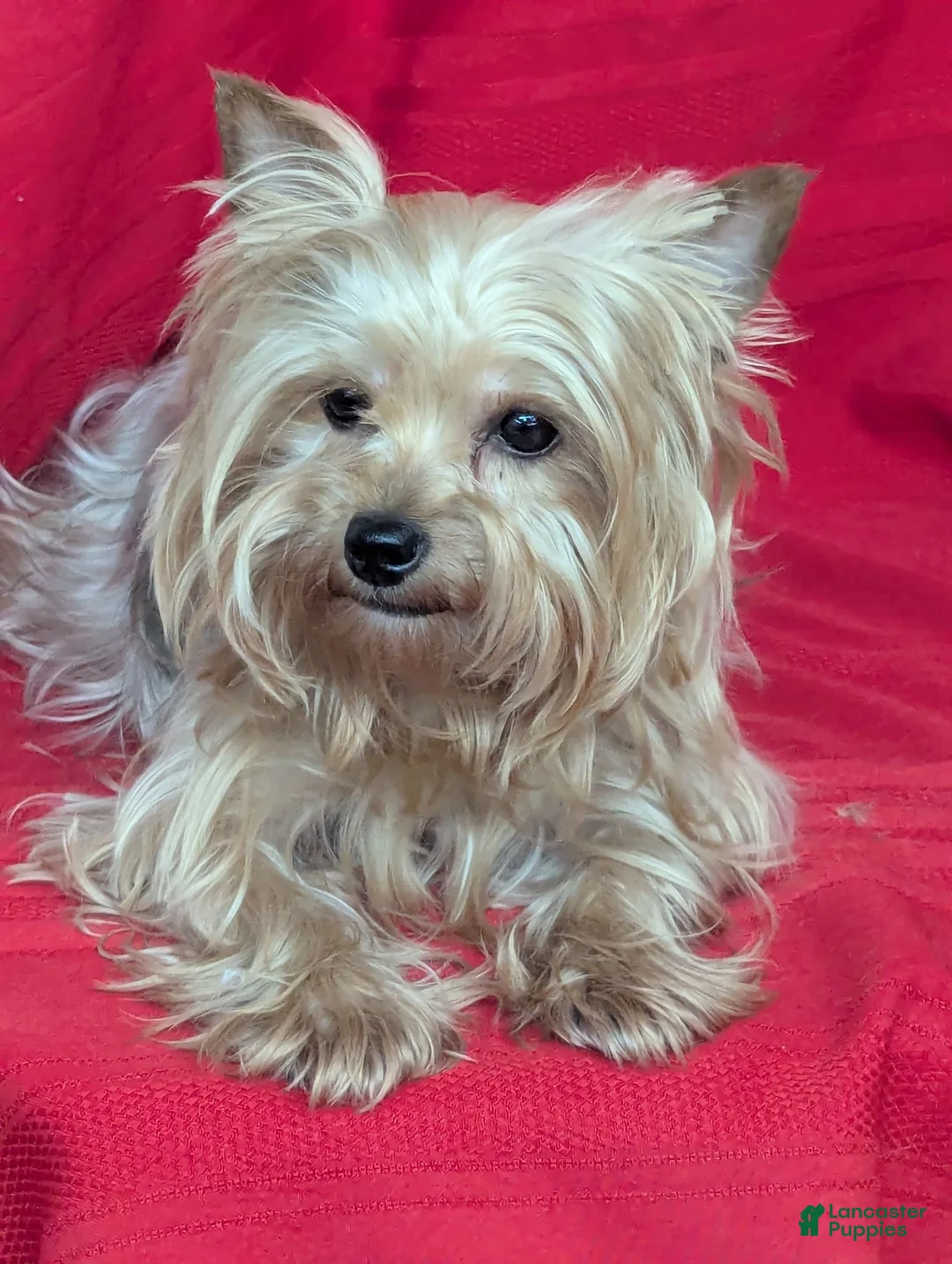 Yorkshire Terrier dogs for sale: Buddy - Ad 2