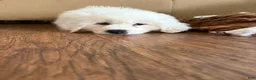 Great Pyrenees dogs for sale: Great Pyrenees Pink (Dottie) READY TO GO HOME TODAY  - Ad 3