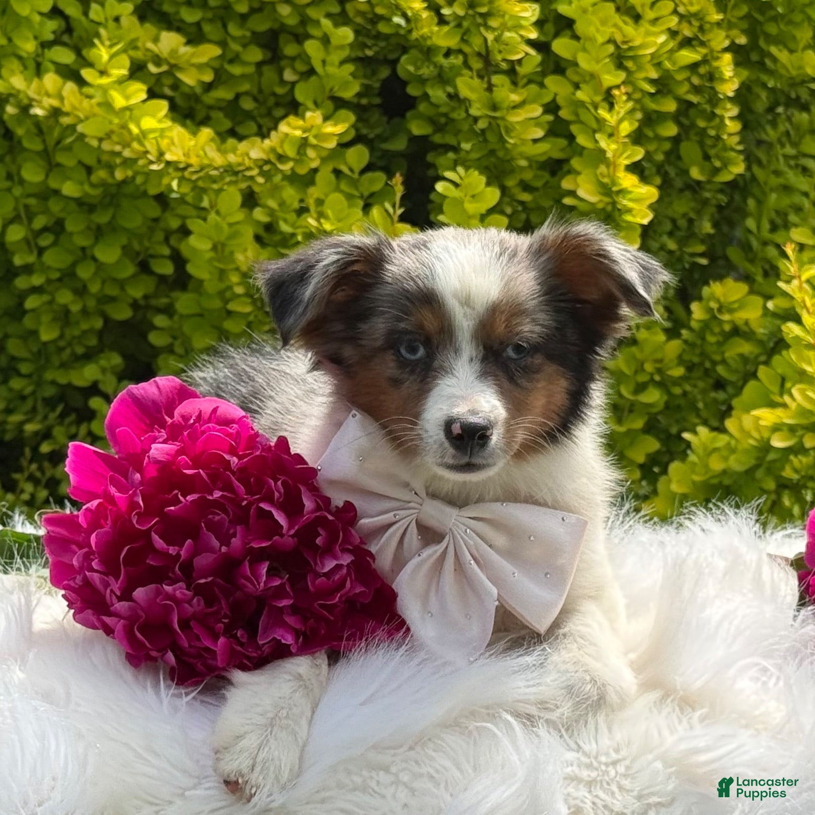 Toy Australian Shepherd dogs Mia - Ad 1