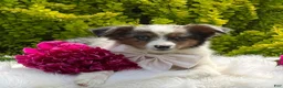 Toy Australian Shepherd dogs for sale: Mia - Ad 1