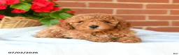 Miniature Poodle dogs for sale: Cooper - Ad 3