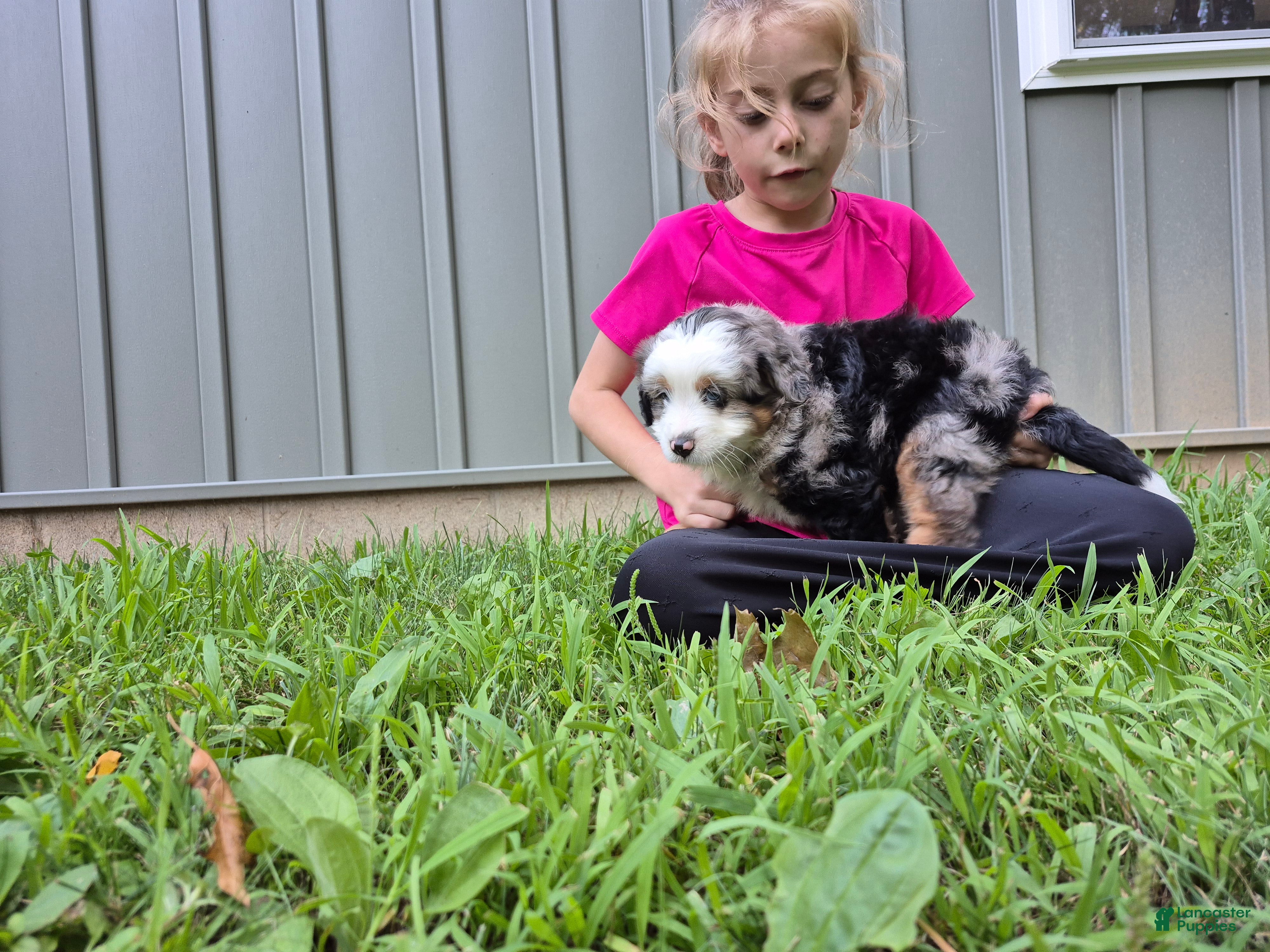 Bernedoodle dogs Nova - Ad 2