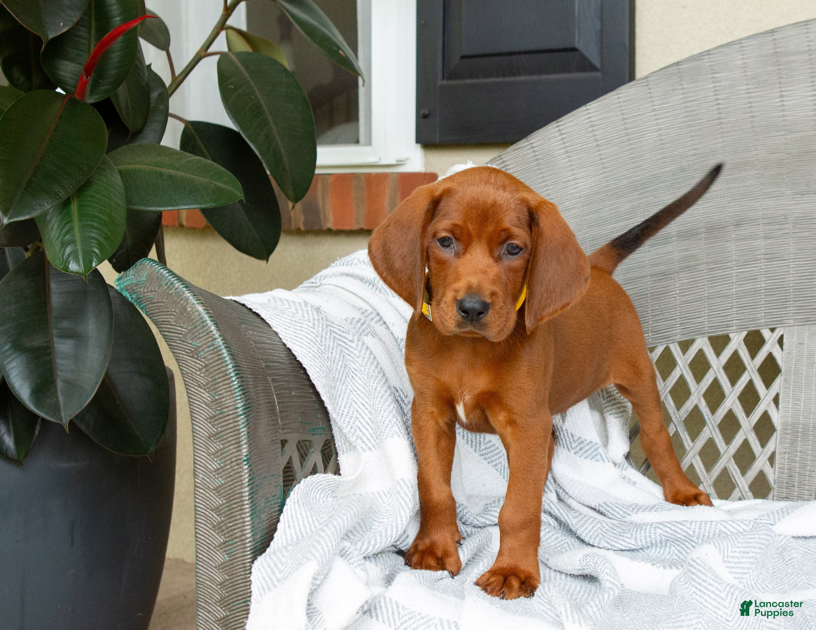 Redbone Coonhound dogs Buck - Ad 8