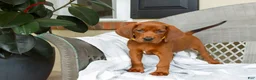 Redbone Coonhound dogs for sale: Buck - Ad 1