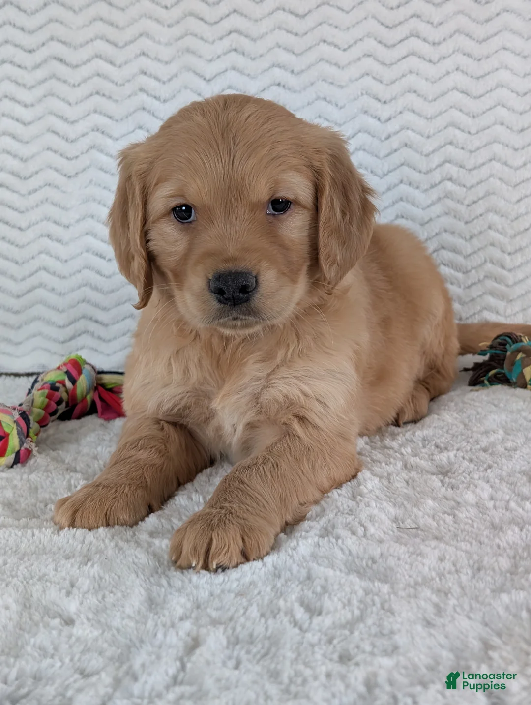 Golden Retriever dogs for sale: Miss Ruby  - Ad 3