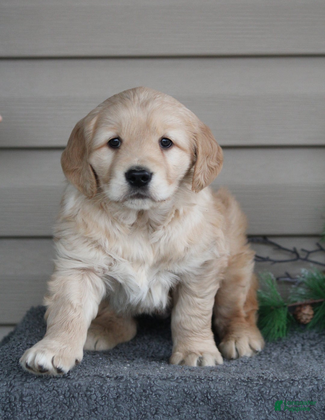 Golden Retriever dogs for sale: Nugget - Ad 2