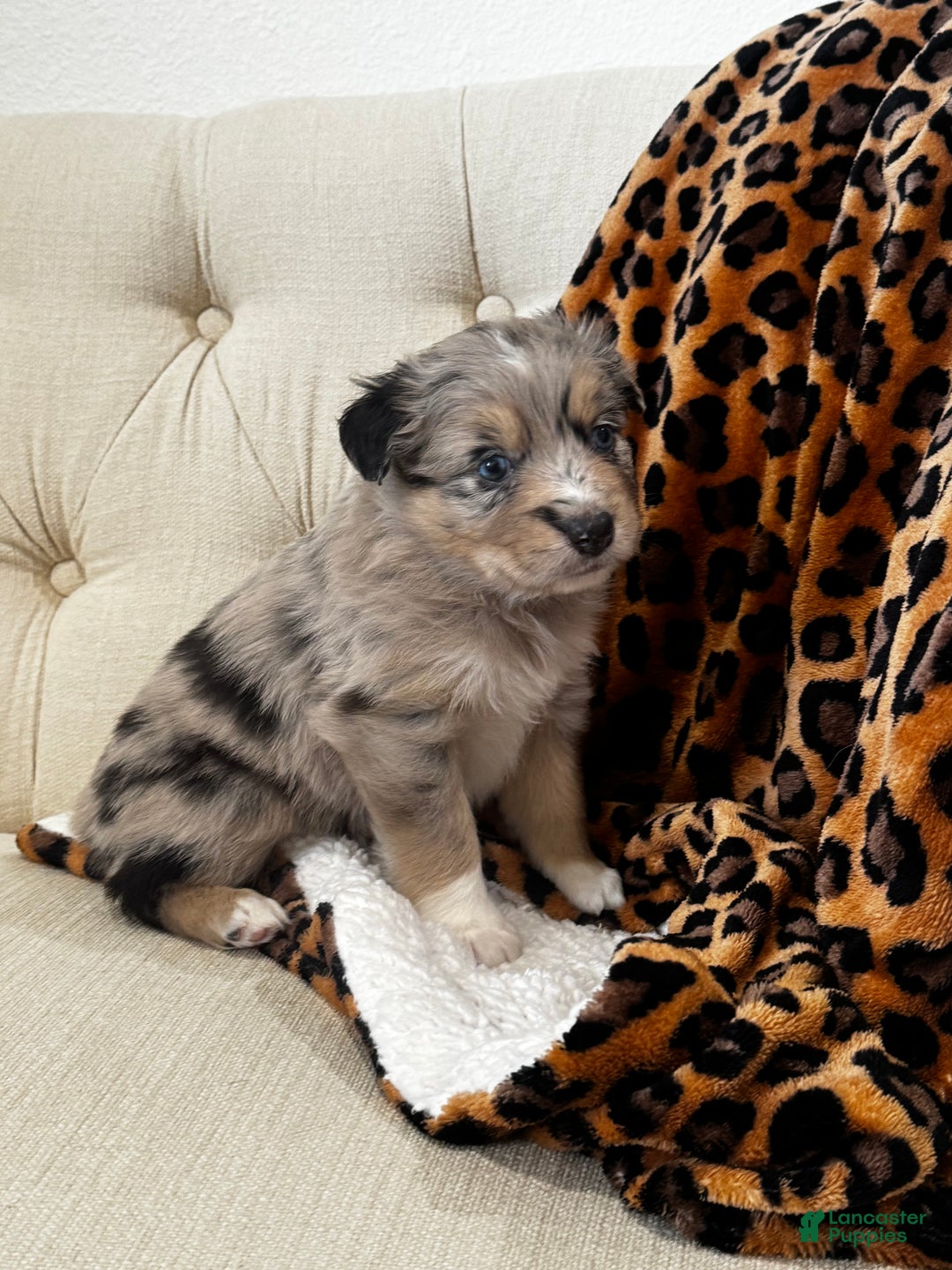 Australian Shepherd dogs for sale: Australian Shepherd Puppy 4 - Ad 1