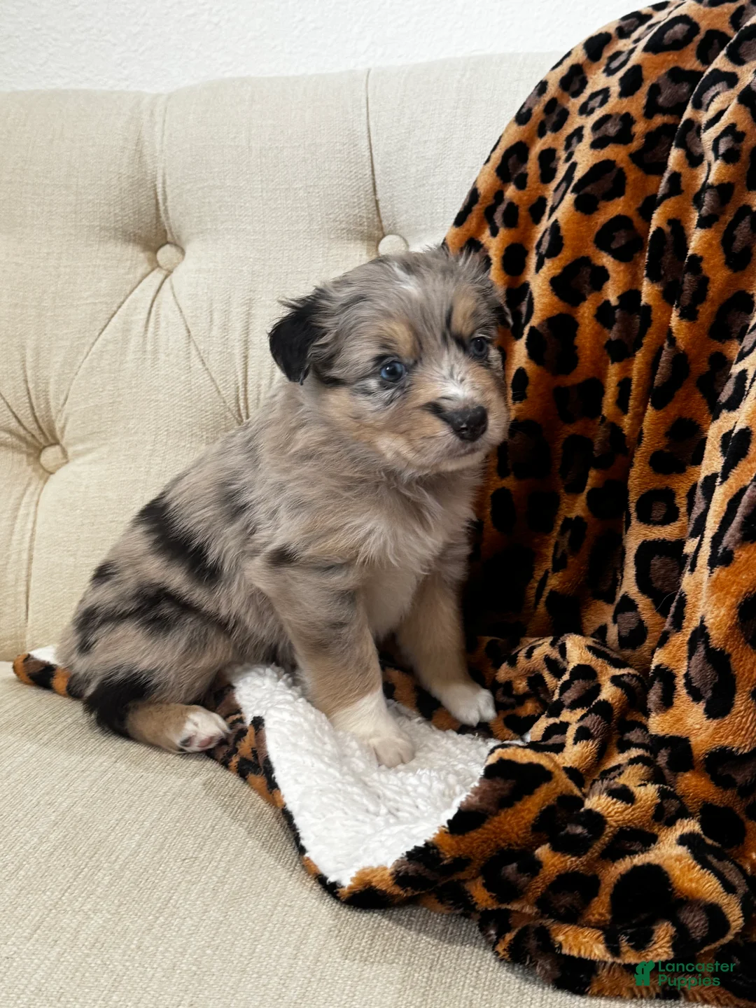 Australian Shepherd dogs for sale: Australian Shepherd Puppy 4 - Ad 1