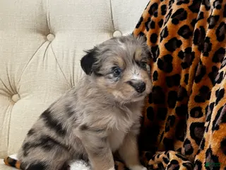 Australian Shepherd dogs Australian Shepherd Puppy 4 - Ad 2