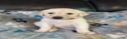 Goldador dogs for sale: Goldador 7 - Ad 1